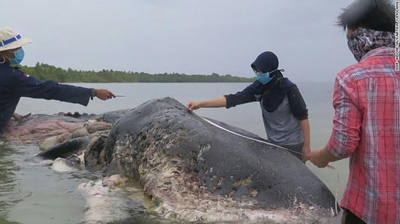 181120160459-04-indonesia-whale-carcass-plastic-exlarge-169