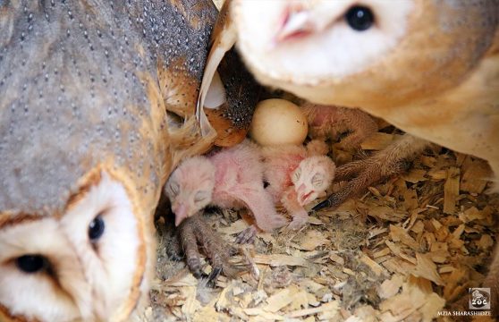 46470015_10157096721854575_1181114103729487872_o