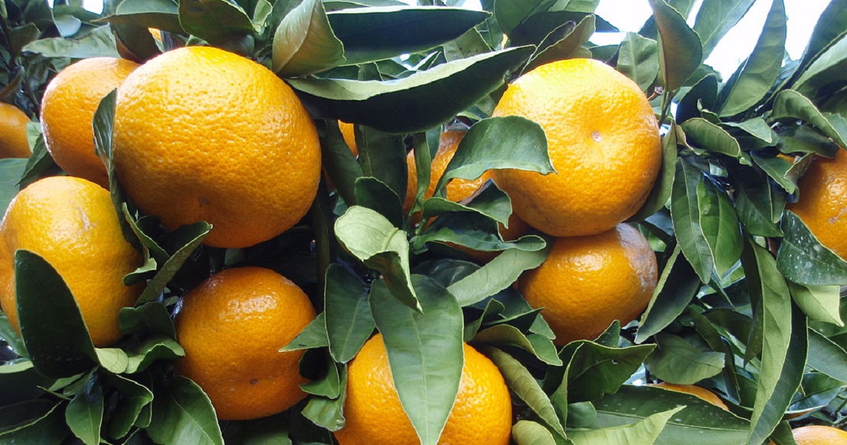 1200px-Citrus_unshiu_20101127_c