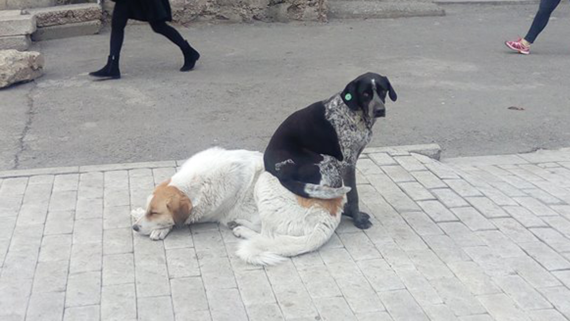 dogs