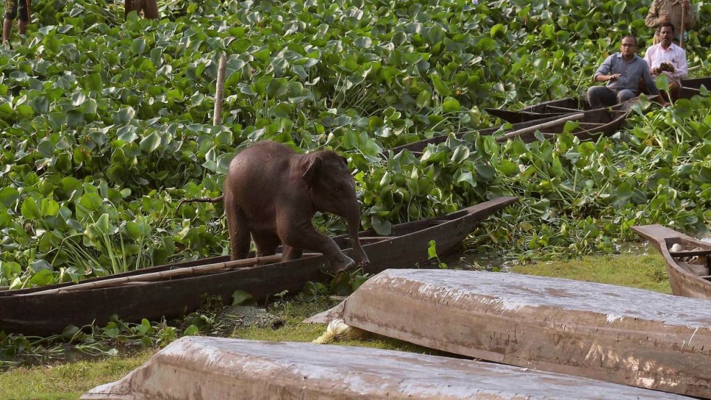 APTOPIX India Wild Elephant