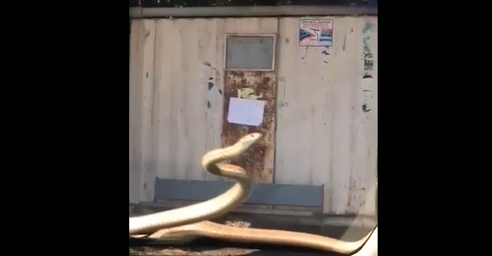 ქუთაისში, მოძრავ ავტომობილზე გველი აძვრა [ვიდეო]