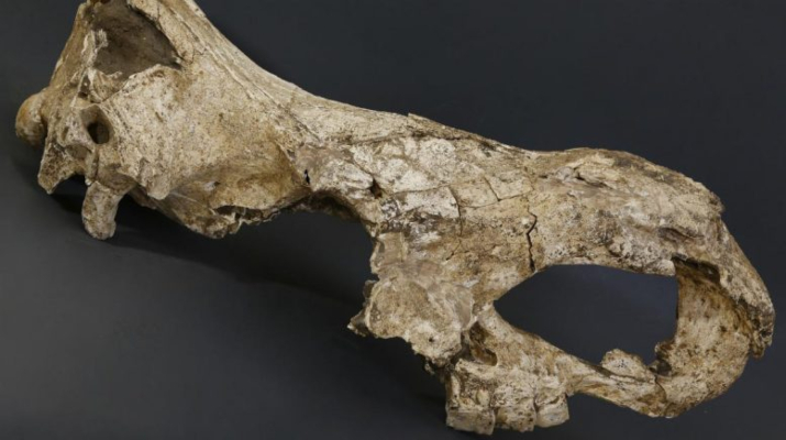 Stephanorhinus-Skull-from-Dmanisi-777x424