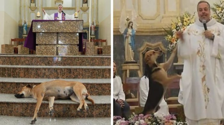 brazilian-priest-rescues-abandoned-dogs-church-gravata-joao-paulo-fb38-png--700