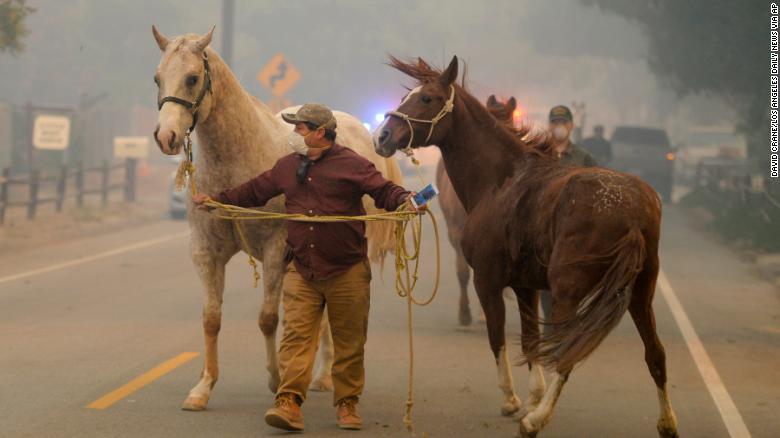Horses are evacuated along Osborne street at the Creek fire Tuesday morning.   ( Photo by David Crane, Los Angeles Daily News/SCNG)