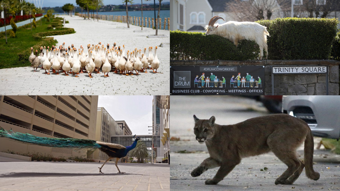 animlswolrd