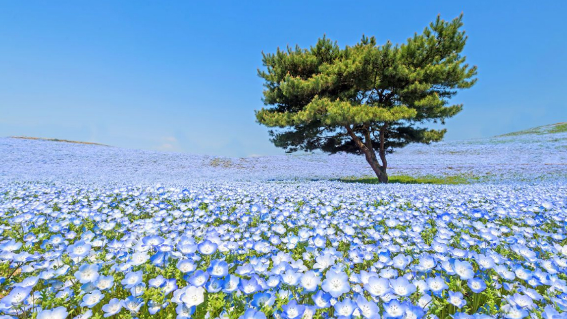 japan-garden