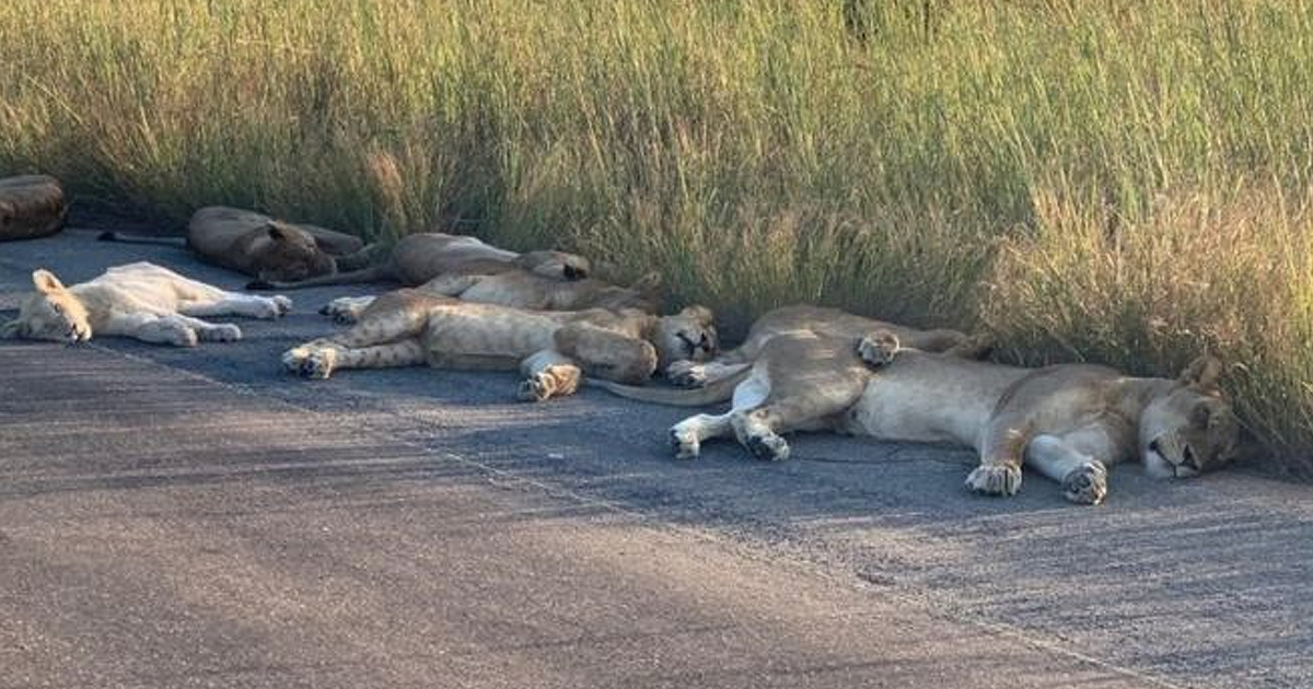 sleepy-lions-in-road-at-kruger
