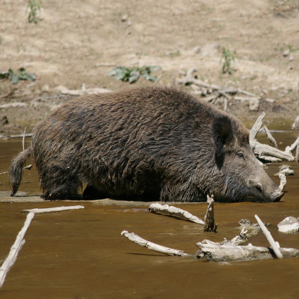 Wild-Boar-Habitat-quadrat