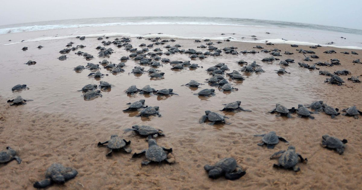 olive-ridley-sea-turtles