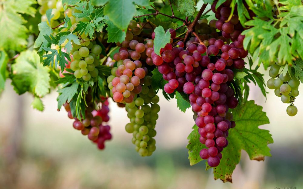 file-5948c73b2c8f6grapes