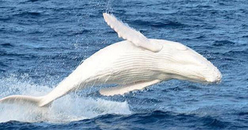 White-Humpback-Whale-Migaloo-828x435
