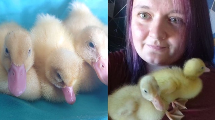 Woman hatches ducks from Waitrose eggs
