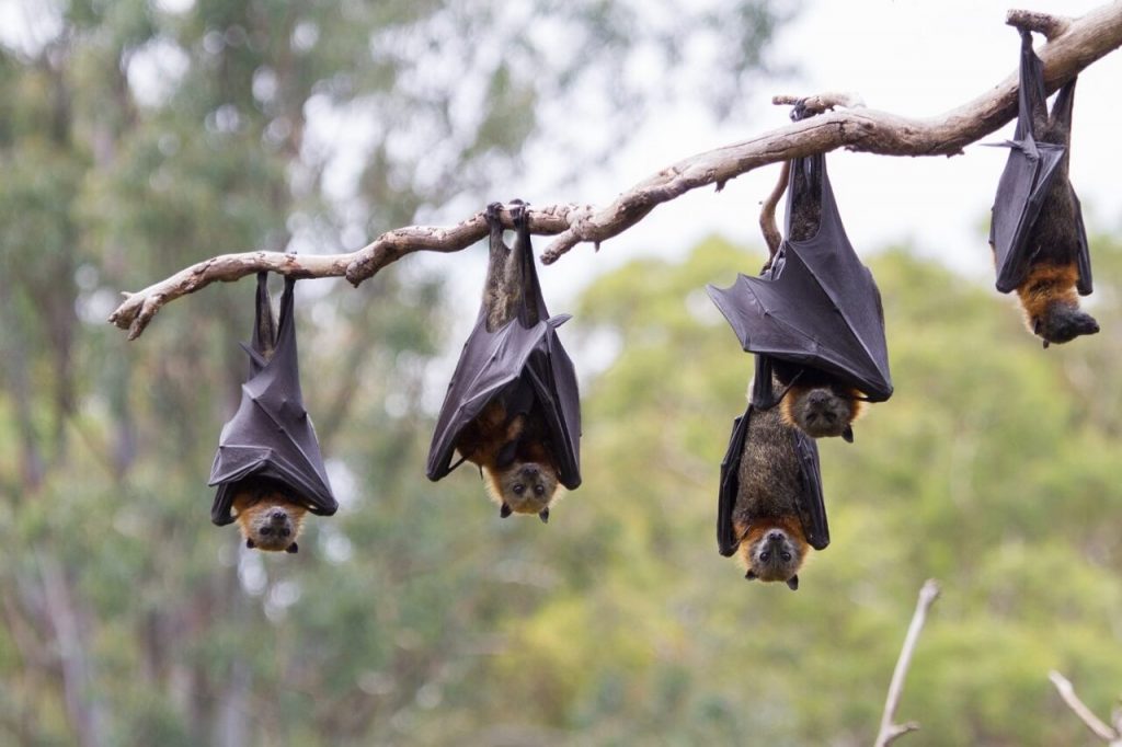 1587736618-flying-fox-bats-1-1024x682