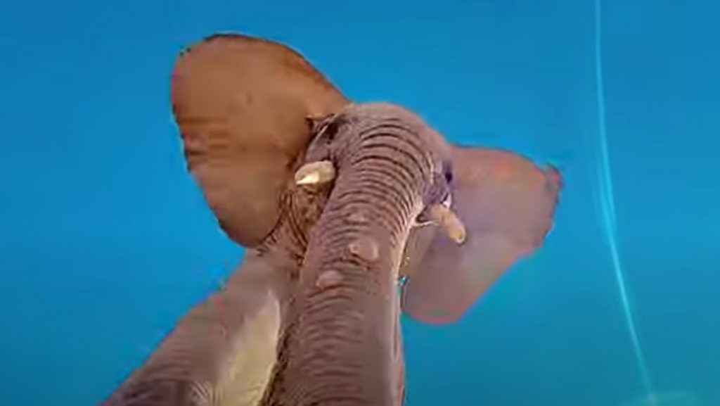 ვიდეო: სპილომ ტურისტის ტელეფონი იპოვა და საშიში კადრები გადაიღო