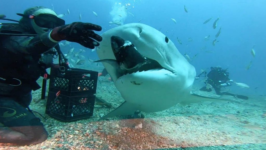 ვიდეო: მყვინთავმა ზვიგენი ხელით გამოკვება – რისკიანი გადაწყვეტილება, რომელიც შესაძლოა ფატალური შედეგით დასრულებულიყო