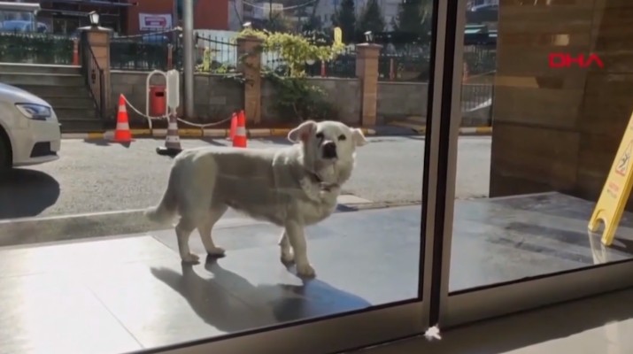 გაიცანით ძაღლი, რომელიც პატრონის გამოჯანმრთელებას კლინიკის კართან რამდენიმე დღე ელოდა (ვიდეო)