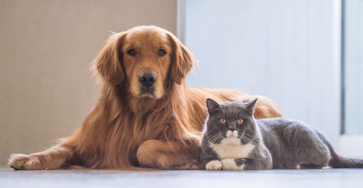 კატა და ძაღლი