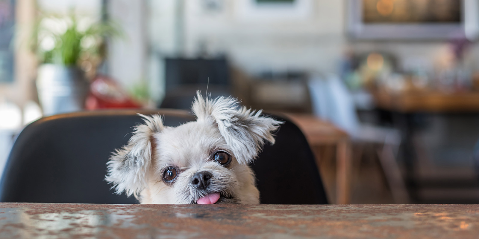 Pet-friendly-Places-in-Madrid