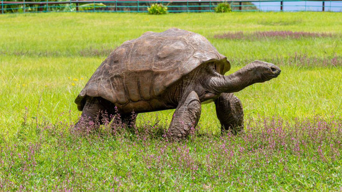 http---cdn.cnn.com-cnnnext-dam-assets-220126103049-01-oldest-tortoise-jonathan-scli-intl