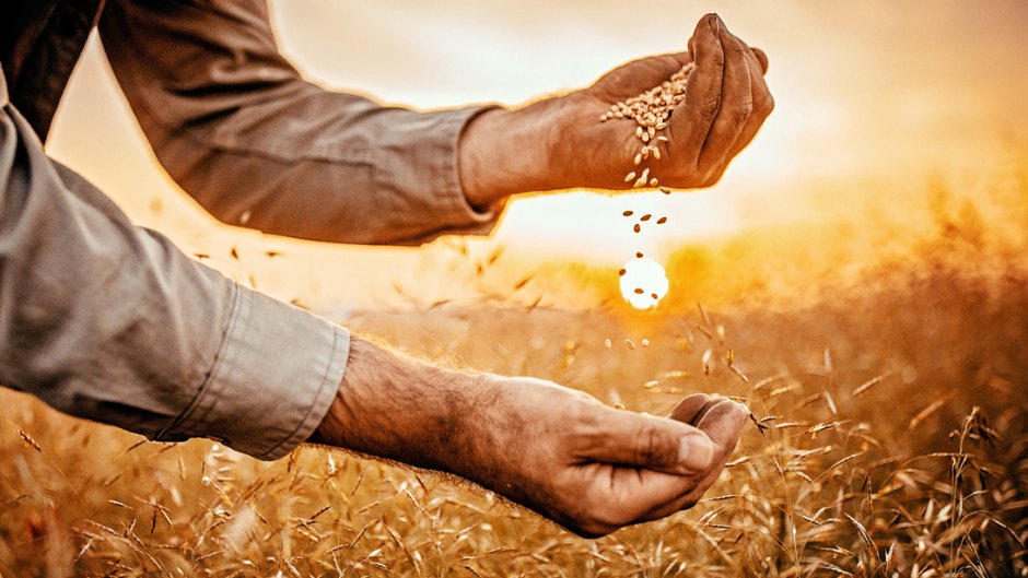 Wheat-Germ-Field-Farmer-Hands