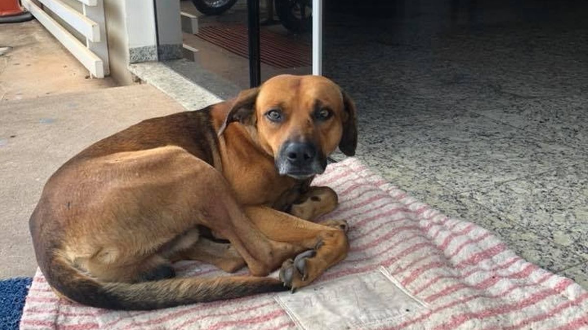 0_Dog-waits-outside-hospital-every-day-for-four-months-after-owner-taken-away-in-ambulance