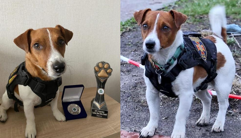 „ვიცი, ფიქრობთ რა მაჩუქოთ. პირველ რიგში ღიმილი!“ – უკრაინელი ძაღლი „პატრონი“ 3 წლის გახდა