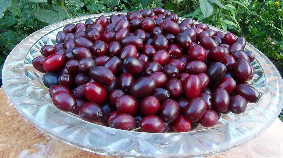 შინდი