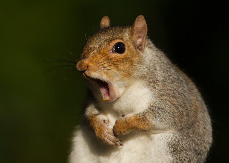 Squirrel-knocks-out-power-to-10000-customers-in-Virginia