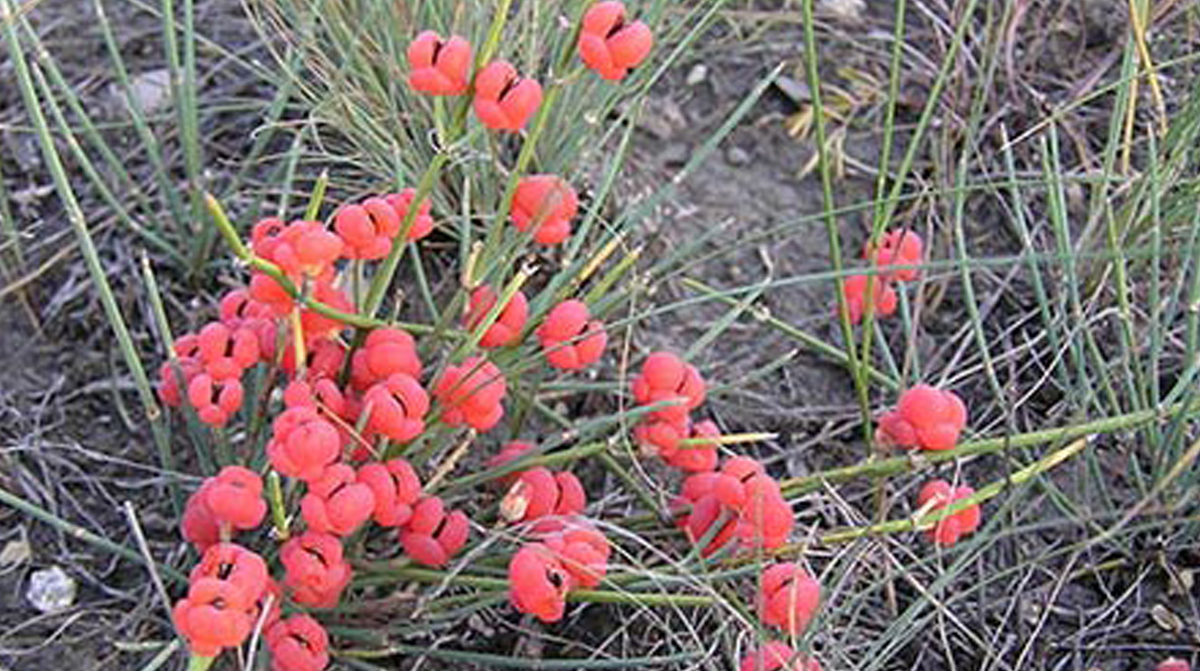 ჯორის-ძუა