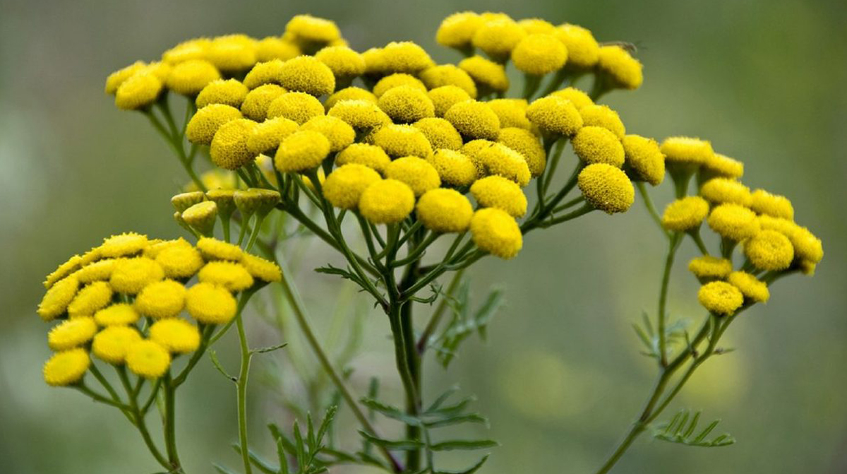 ასფურცელა