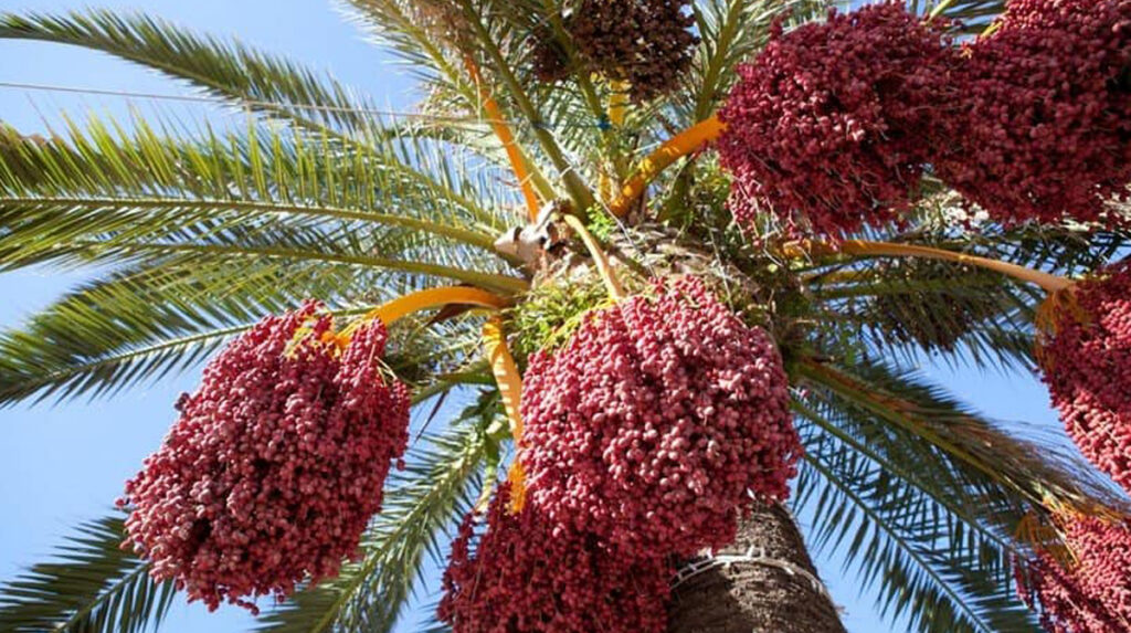 ფინიკი – უდაბნოს პური გამორჩეული სამკურნალო თვისებებით