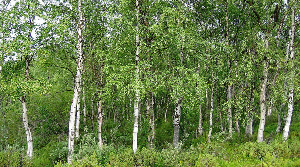 არყის ხე