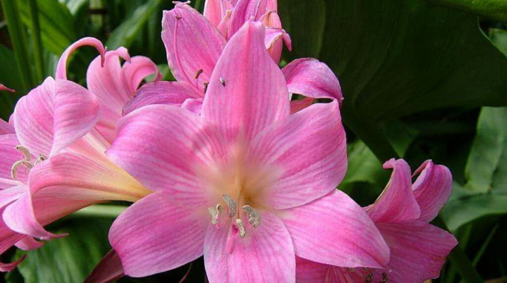 შმაგა ან გიჟანა – იგივე ბელადონა