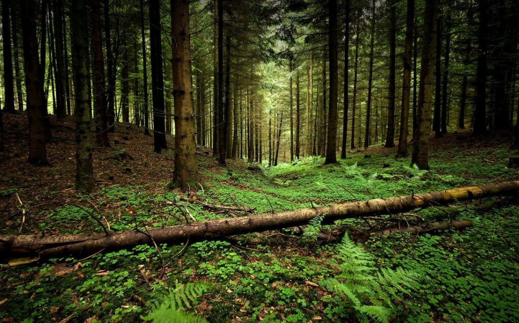 ეროვნული სატყეო სააგენტოს თანამშრომლებმა 2023 წლის ოქტომბერში ხე-ტყის უკანონო მოპოვებისა და ტრანსპორტირების 87 ფაქტი გამოავლინეს