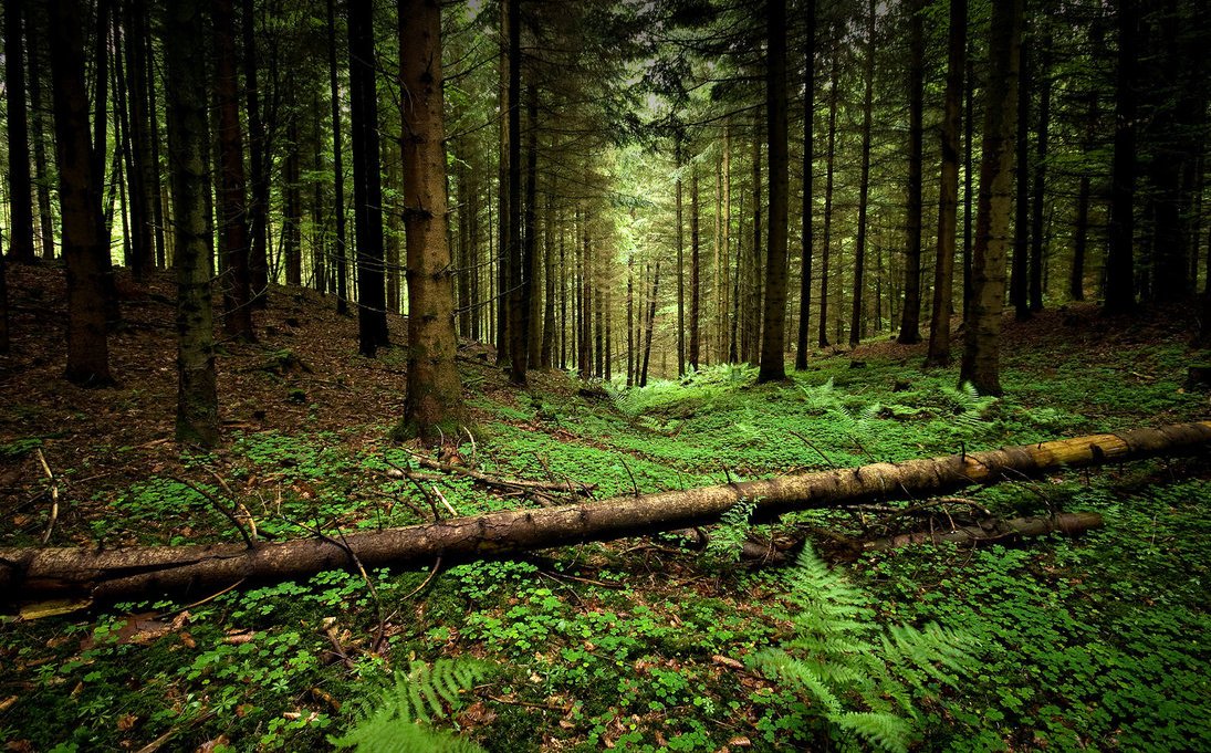 3a3620c1a9538eb91116894eafa396d4