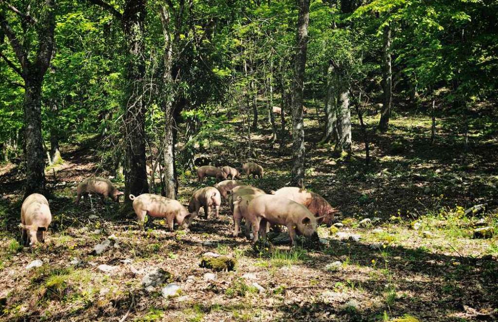 thumb_1024x663_forest-pigs-11zon