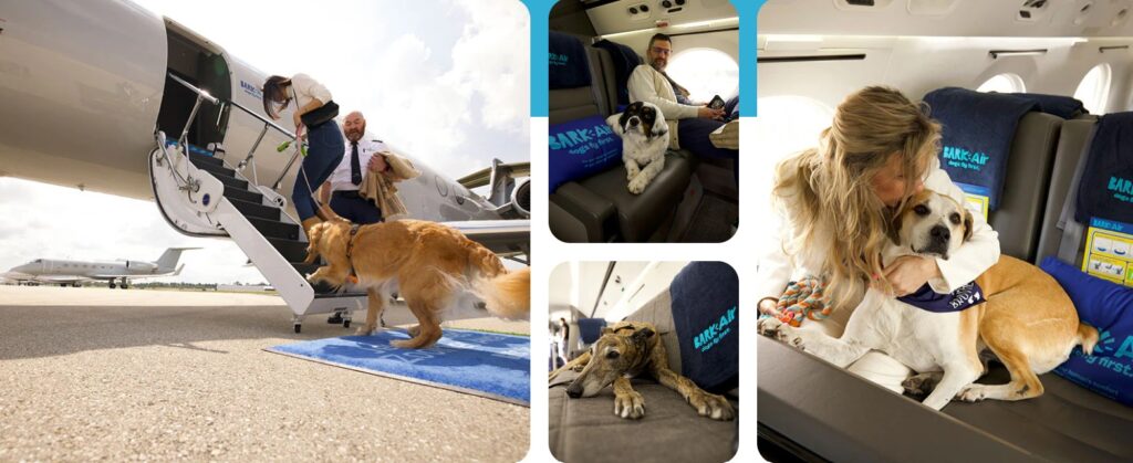 აშშ-ში ძაღლების ავიაკომპანია გაიხსნა