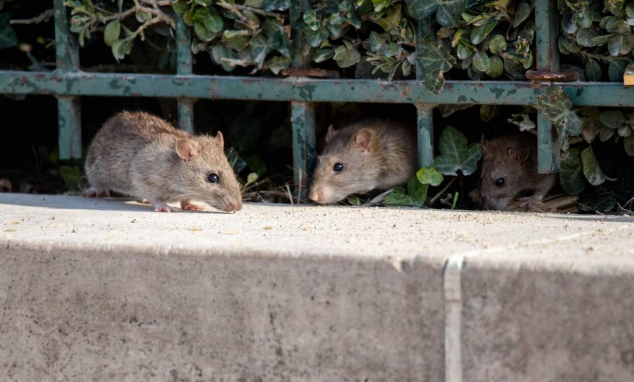 rats-amsterdam