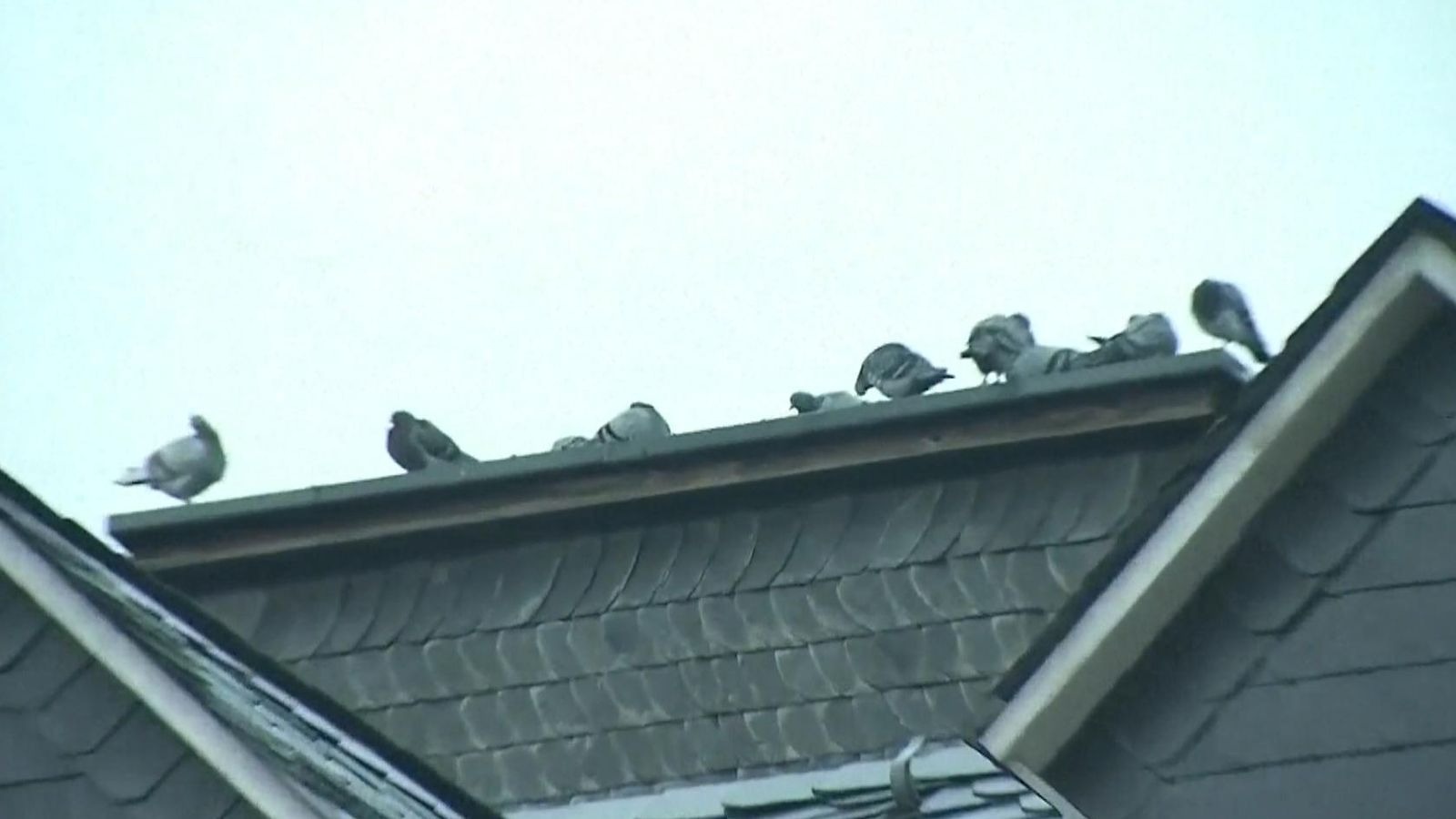 skynews-pigeons-germany_6361582