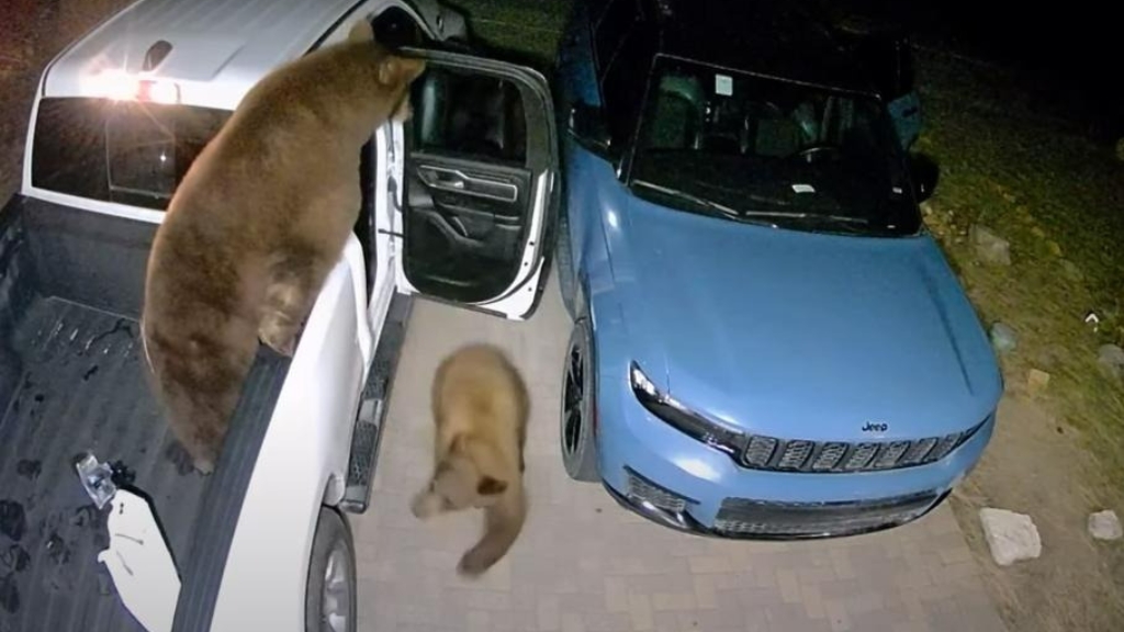 ვიდეო: დათვებმა საჭმლის ძიებაში დაპარკინგებული ავტომობილები გაანადგურეს