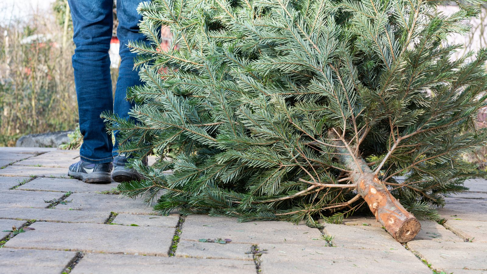 skynews-christmas-trees_6795167