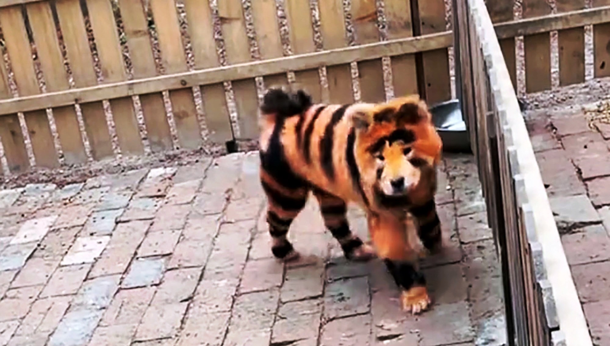 footage-shows-dog-painted-tiger