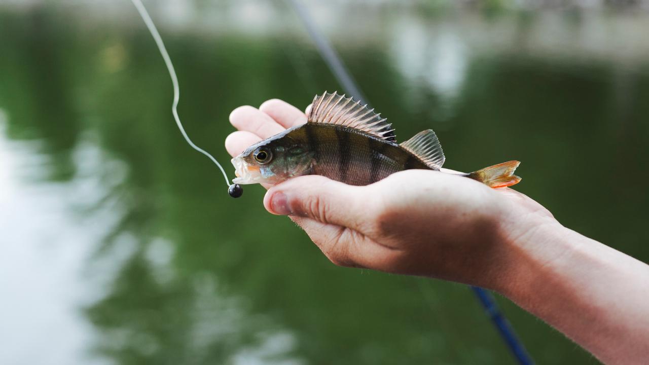 თევზმიმზიდი