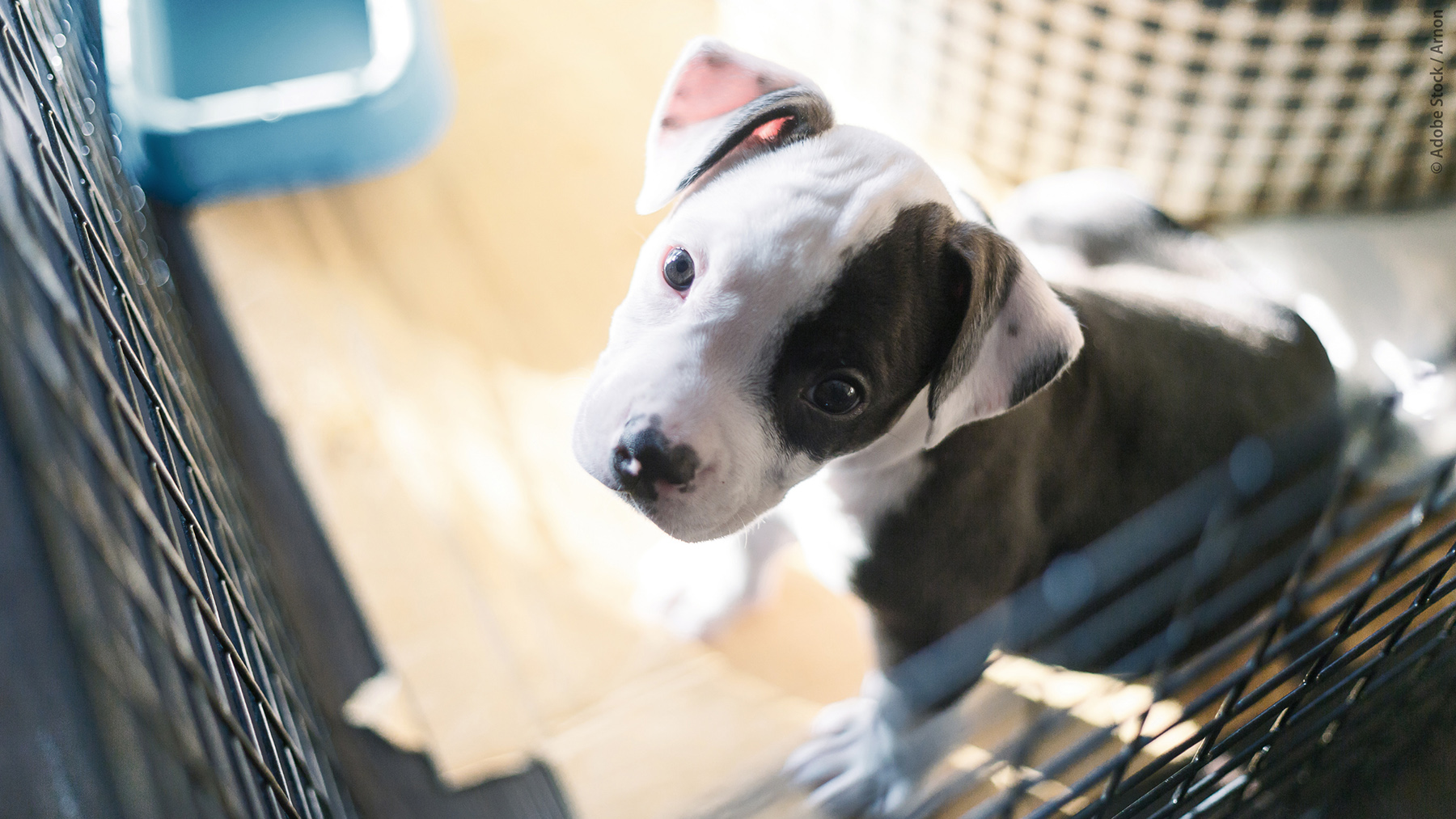 Photo PR - Animal welfare - 1