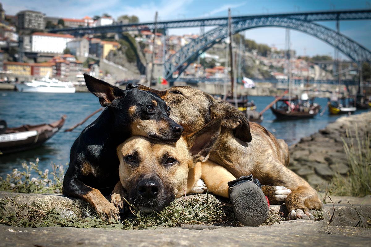 drei_Hunde_Kuscheln_in_Porto