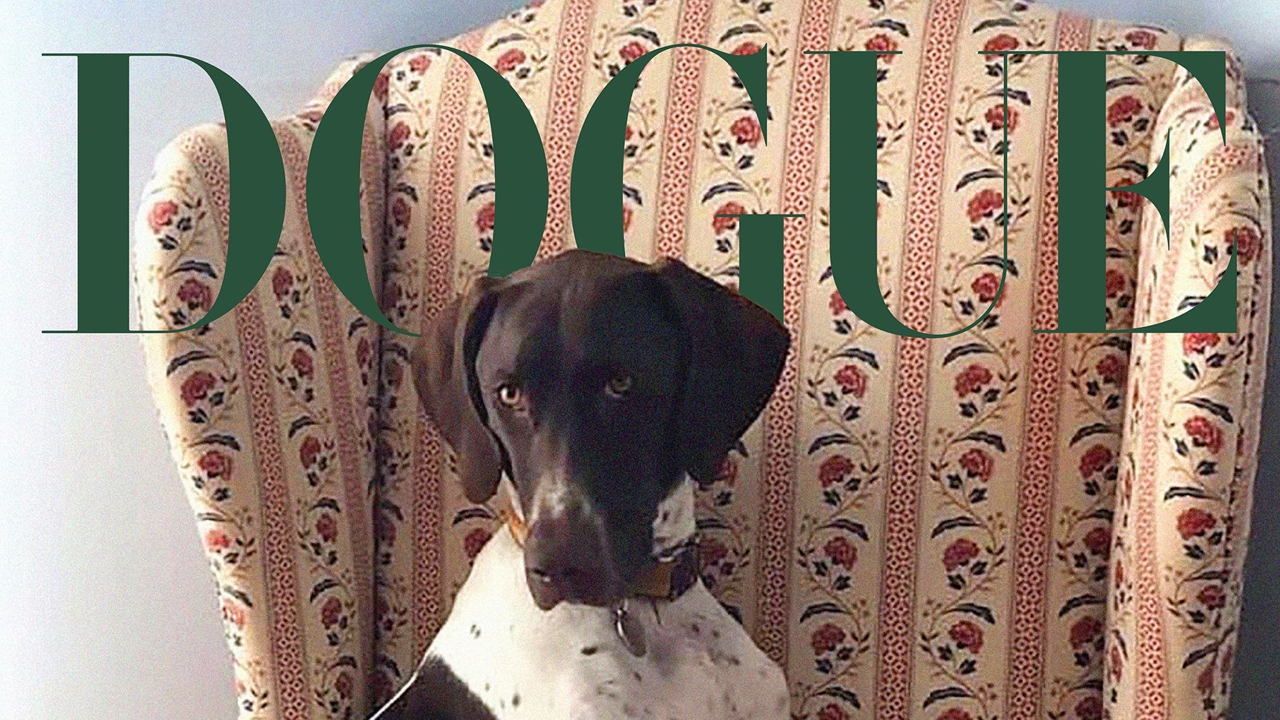 00-DOGUE2025_CONTEST_001 1