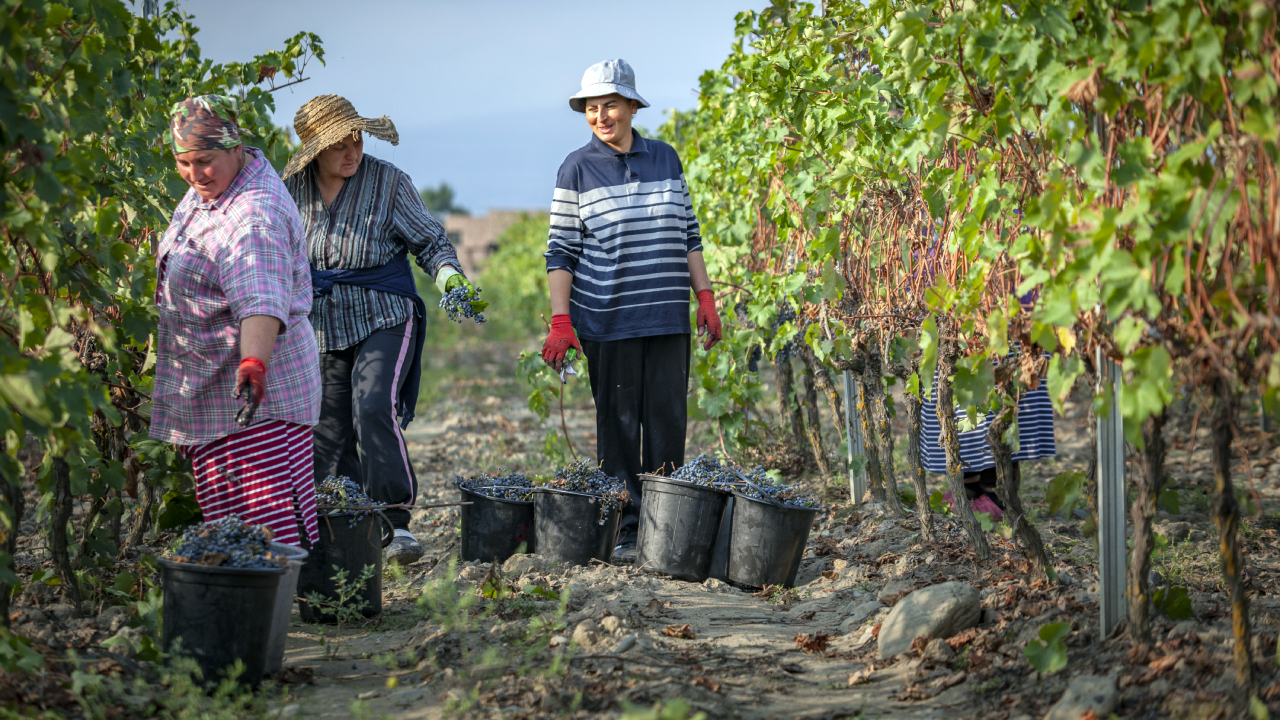 რთველი 2025