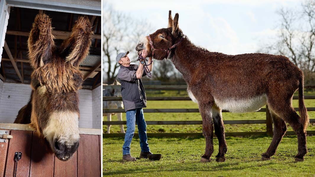 split-header-with-two-donkeys