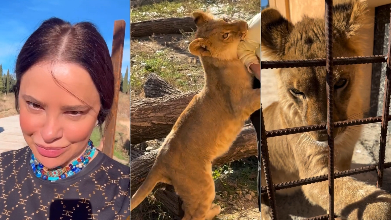 შანი შანი